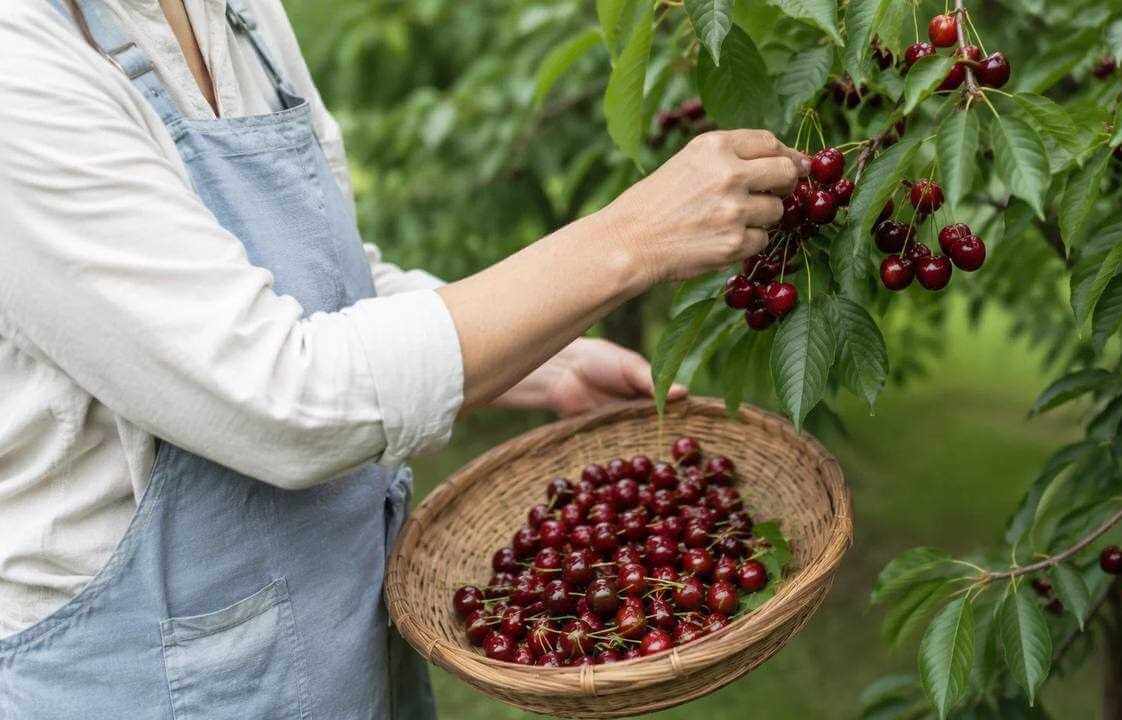 В Могилеве АРНИКА-Агро приглашает на самосбор вишни