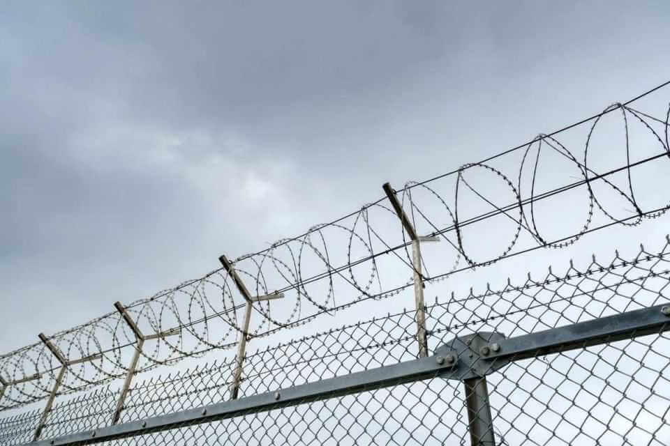 На Могилевщине под стражу поместили директора лесхоза — за взятки