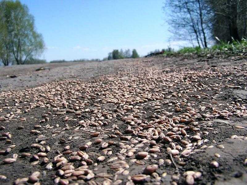 В Могилевской области на маршрутах следования зерновозов - особая бдительность