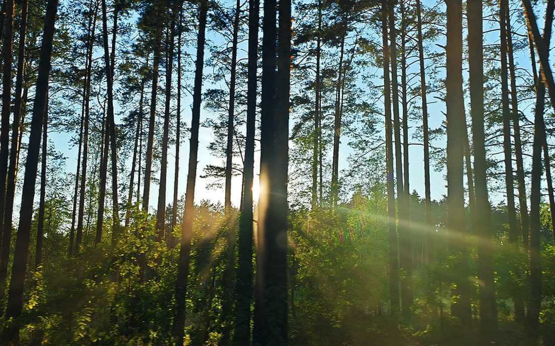 На Могилевщине тушат крупный лесной пожар