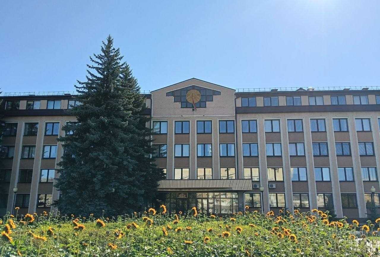 Настоящие живые подсолнухи неожиданно зацвели в центре Могилева